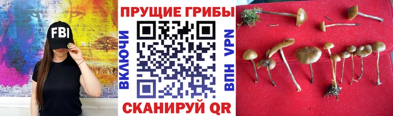 купить наркоту  Николаевск  МЕГА ONION  Галлюциногенные грибы Psilocybe 